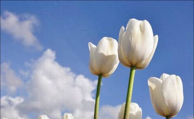 الطبيعة وجمال الأبيض .. Beauty Of White  Flowers+Garden+%252819%2529