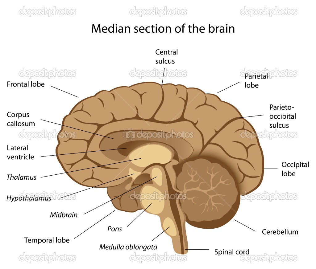 the anatomy of the brain and its functions