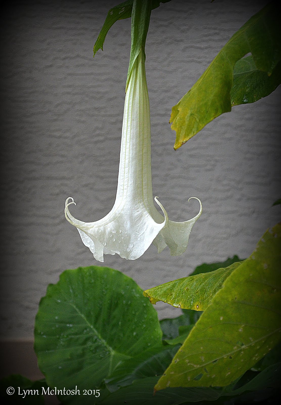 Angel Trumpet