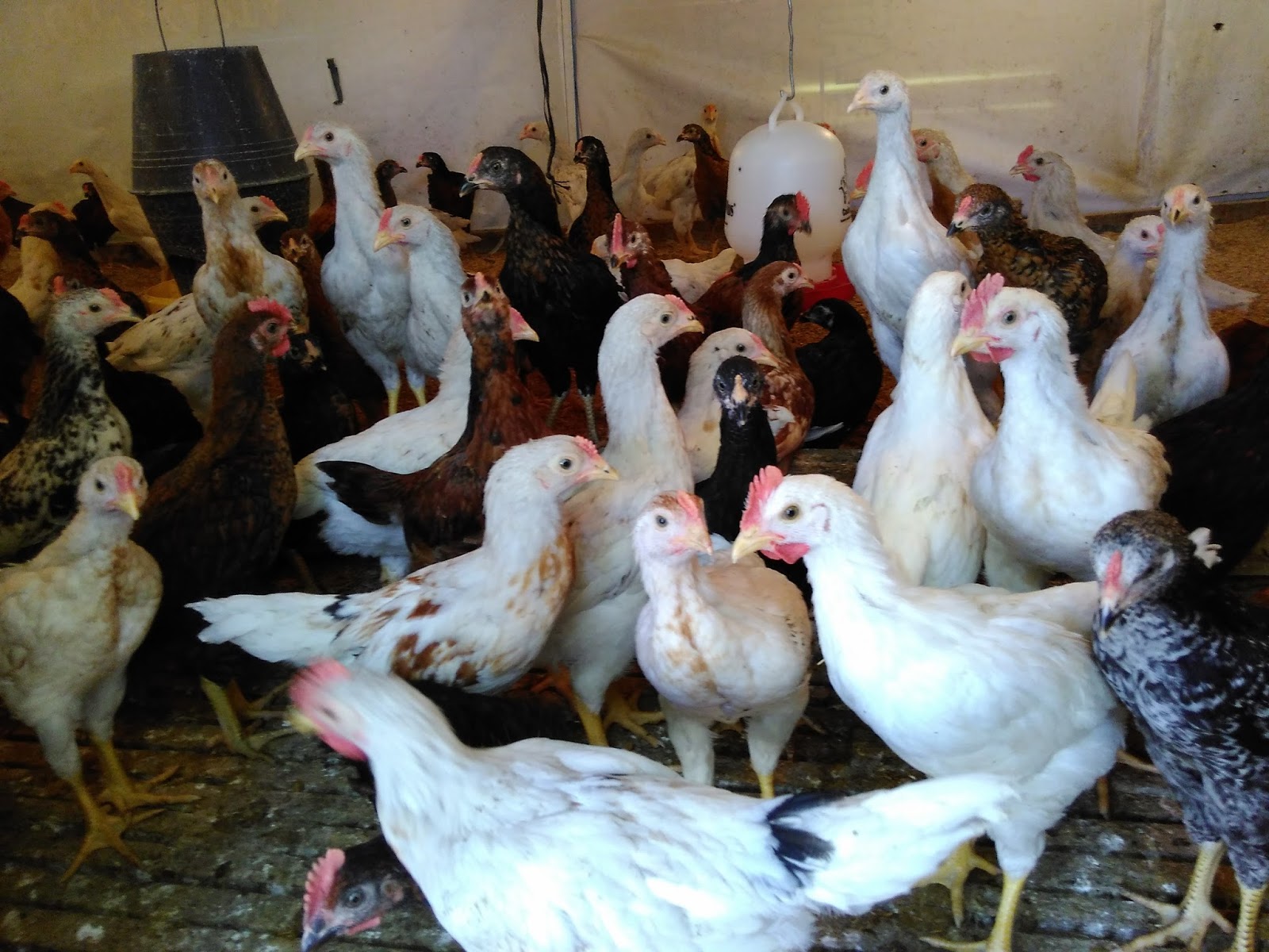 Yang Super Pilih Joper...(Budidaya Ayam Jawa Super) PSM