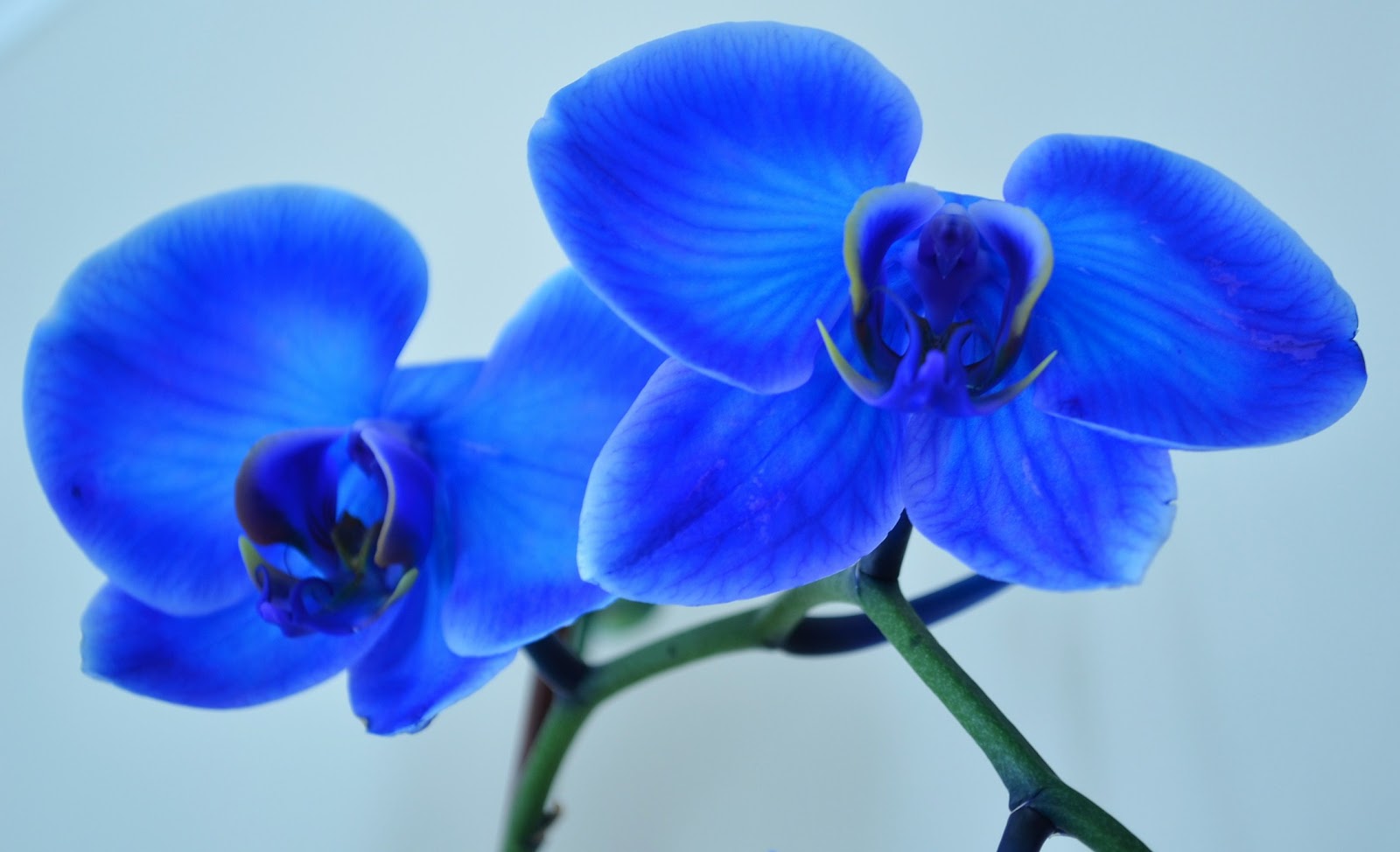 Acanthus and Acorn Tuesday Tip