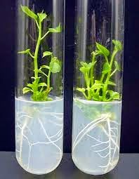 Medium Murashige dan Skoog EDUBIO