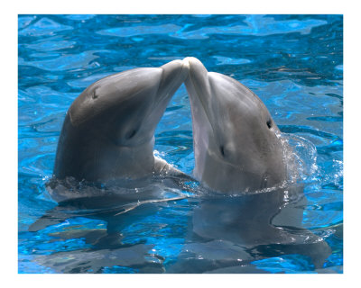 Los delfines tienen un grado de conciencia superior