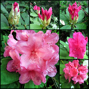 After ten years, the Catawba rhododendron should reach a height of about . (rhododendron)