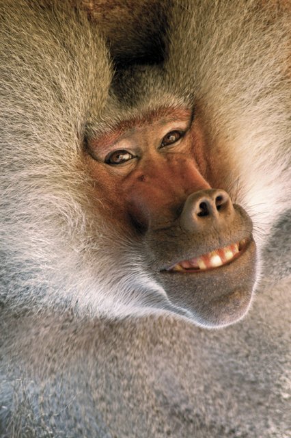 Funny baboon images |Funny Animal
