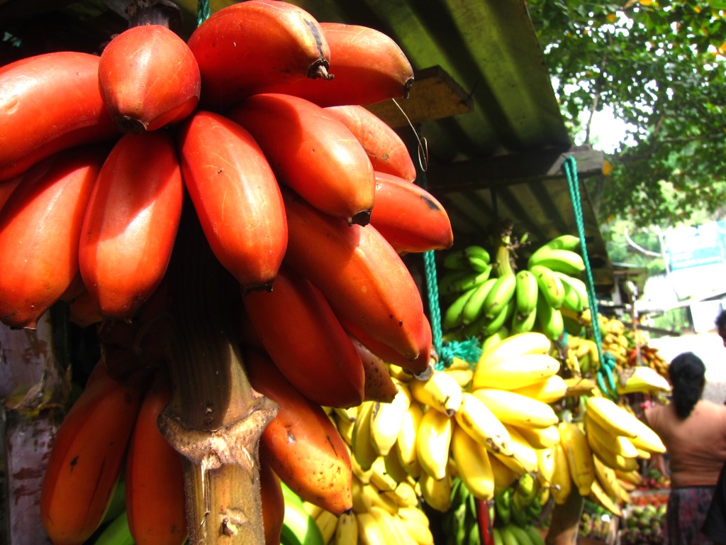 Travelholic RED BANANA of Sri Lanka