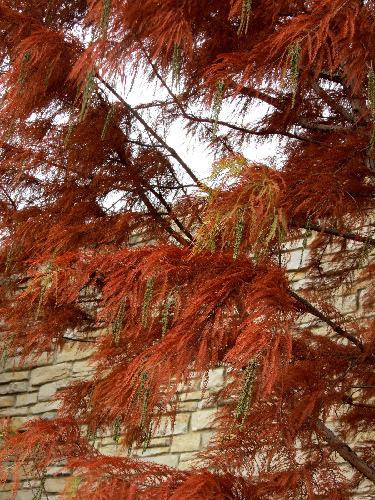 Meandering...: Lunch at the Arboretum