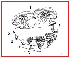 BIOLOGI GONZAGA: TRY OUT 06 GONZAGA