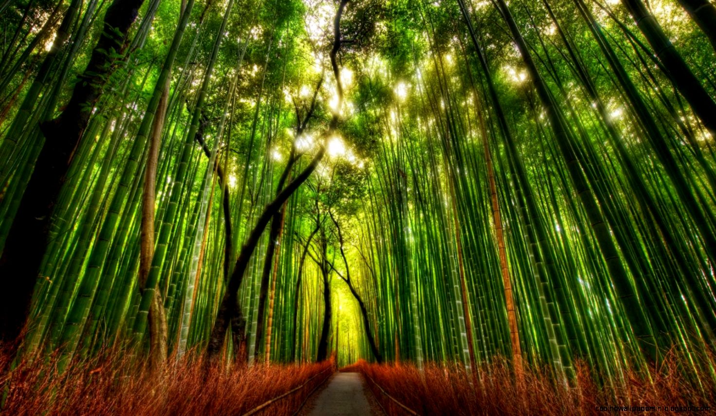 Forest Live Wallpaper Android Apps on Google Play Forest Live Wallpaper Android Apps on Google Play