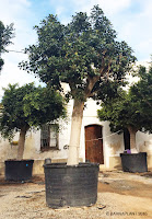 Ficus-australis-Plantas Barnaplant