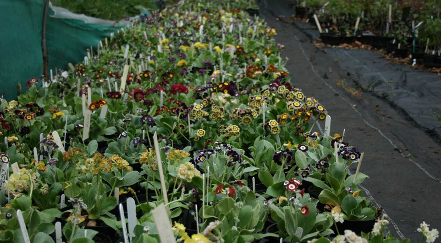 auricula plant auricula plant
