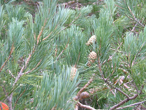 Pinus sylvestris