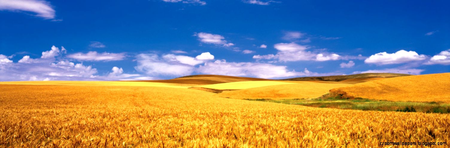 iljb90 Wheat Fields My experiences my thoughts my iljb90 Wheat Fields My experiences my thoughts my