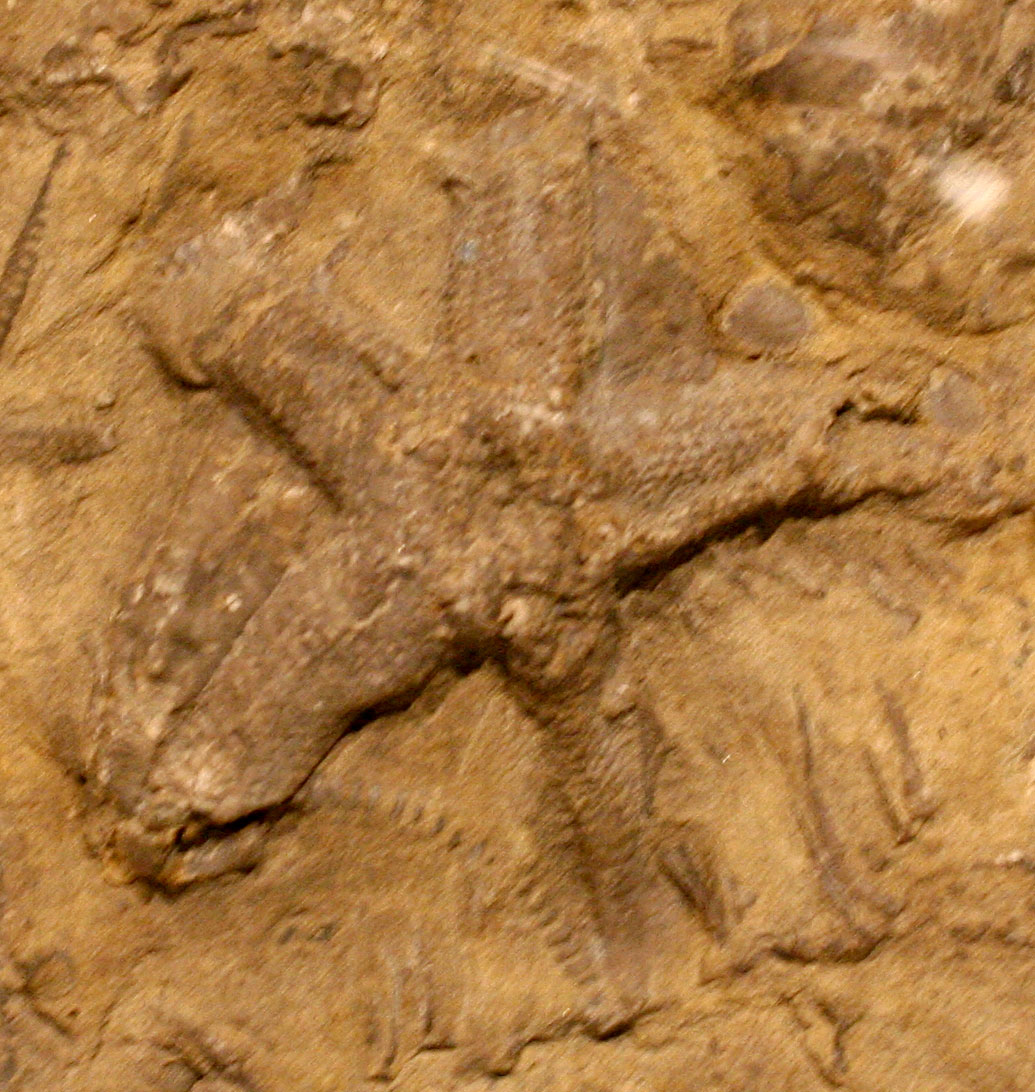 Louisville Fossils and Beyond Promopalaeaster speciosus Starfish Fossil