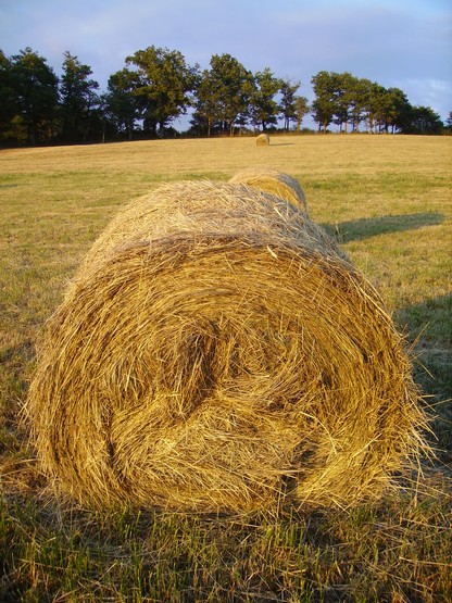 Chroniques de la Prairie La beauté des foins