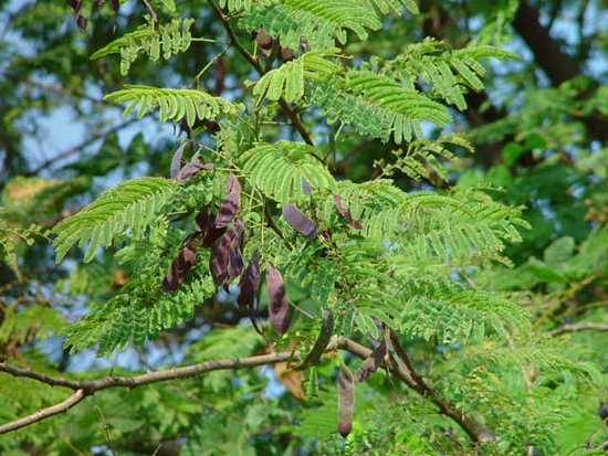 Acacia catechu (L.) Willd. (Fam. Mimosaceae)