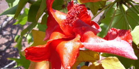 5 Besar Bunga Paling Langka di Dunia 5 Besar Bunga Paling Langka di Dunia