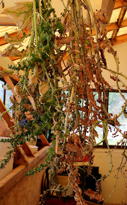 My Mountain Garden Gleanings: Saving Spinach Seeds