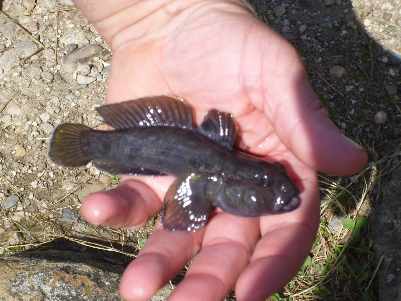 Blog De Jean Luc Manoury Concours De Peche A Pont A Mousson Le 14 Juillet 2014 La gaule mussipontineעובד סוכני רכב חדש פעילויות. blog de jean luc manoury concours de peche a pont a mousson le 14 juillet 2014