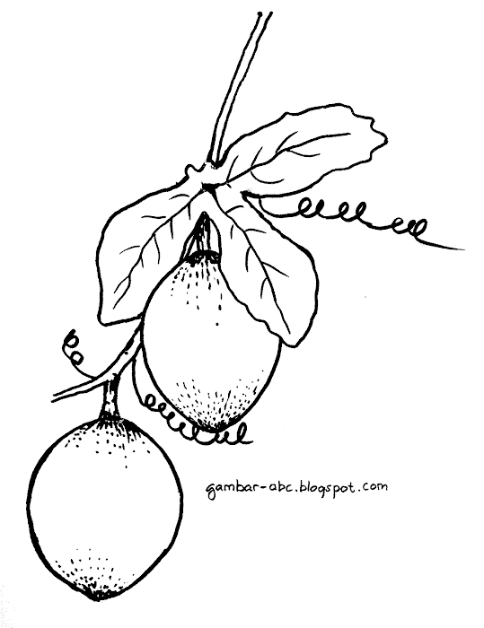 Gambar Mewarnai Buah Markisa
