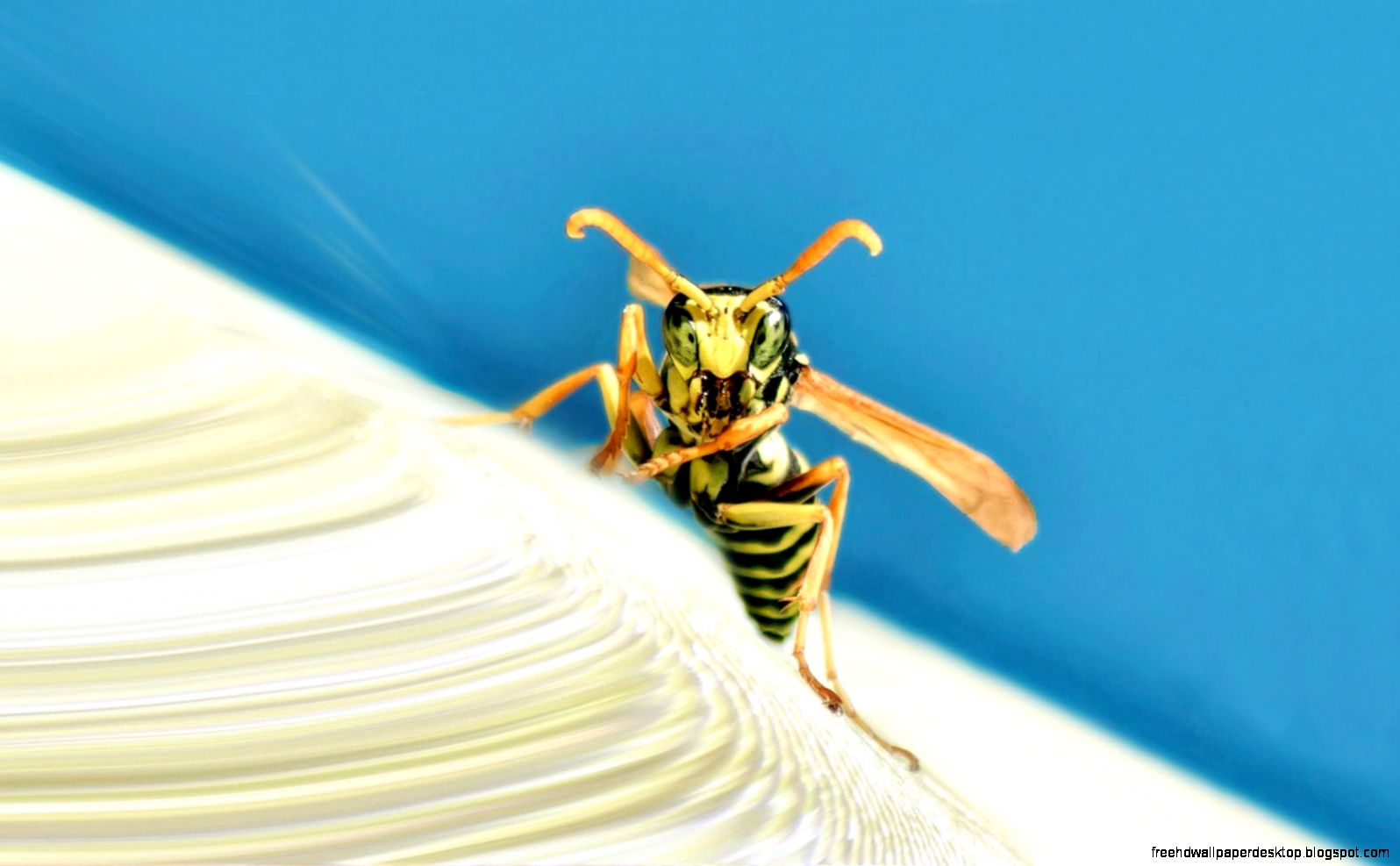Wasp Up Close Wasp Up Close