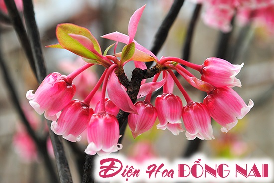 [Image: Ba-Na-hills-ruc-sac-mua-hoa-dao-chuong-no-ro-1.jpg]