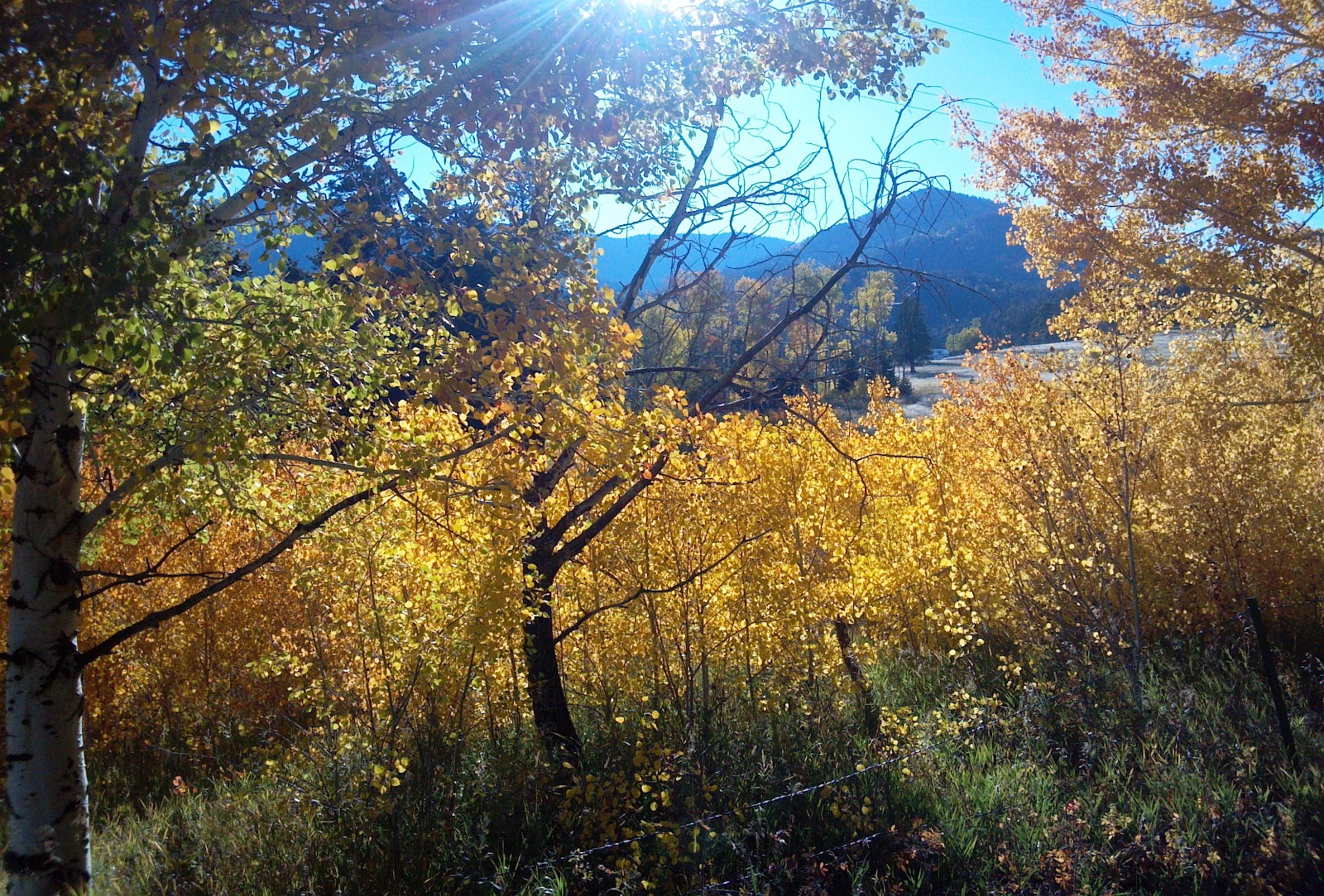 San Isabel Fall 2012 Photo Tour (Aspen, Colorado City homes, live