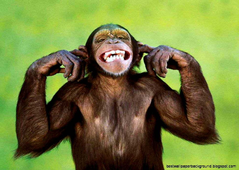 Monkey Wallpapers HD Pictures One HD Wallpaper Pictures Monkey Wallpapers HD Pictures One HD Wallpaper Pictures