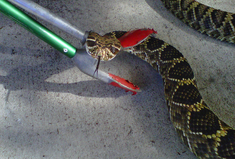 Living Alongside Wildlife A 25pound rattlesnake in South Carolina