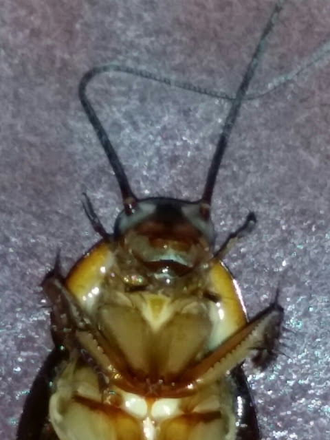 smiling cockroach