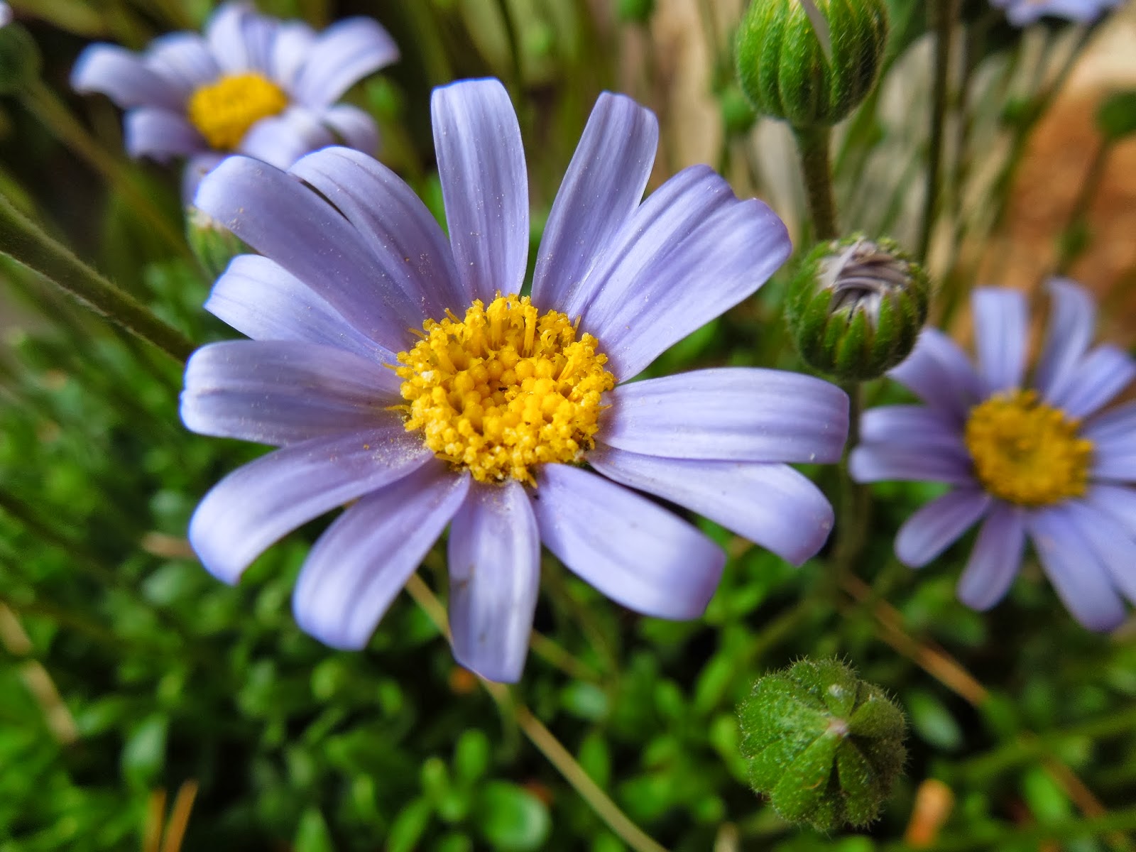 MARGARITA AZUL BOTÀNIC SERRAT