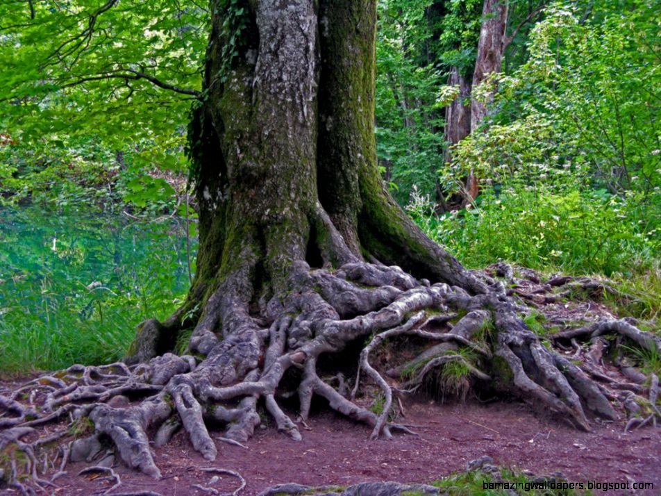 treetrunk DeviantArt treetrunk DeviantArt