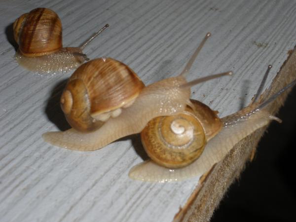 WTF Ternak Siput Babi Untuk Dijadikan Makanan (12 Gambar