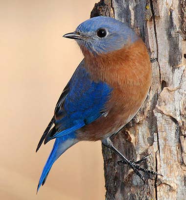 அழகிய பறவைகள் (Beautiful-Blue-Bird-Wallpaper) Beautiful-blue-bird-wallpaper+1+%25287%2529