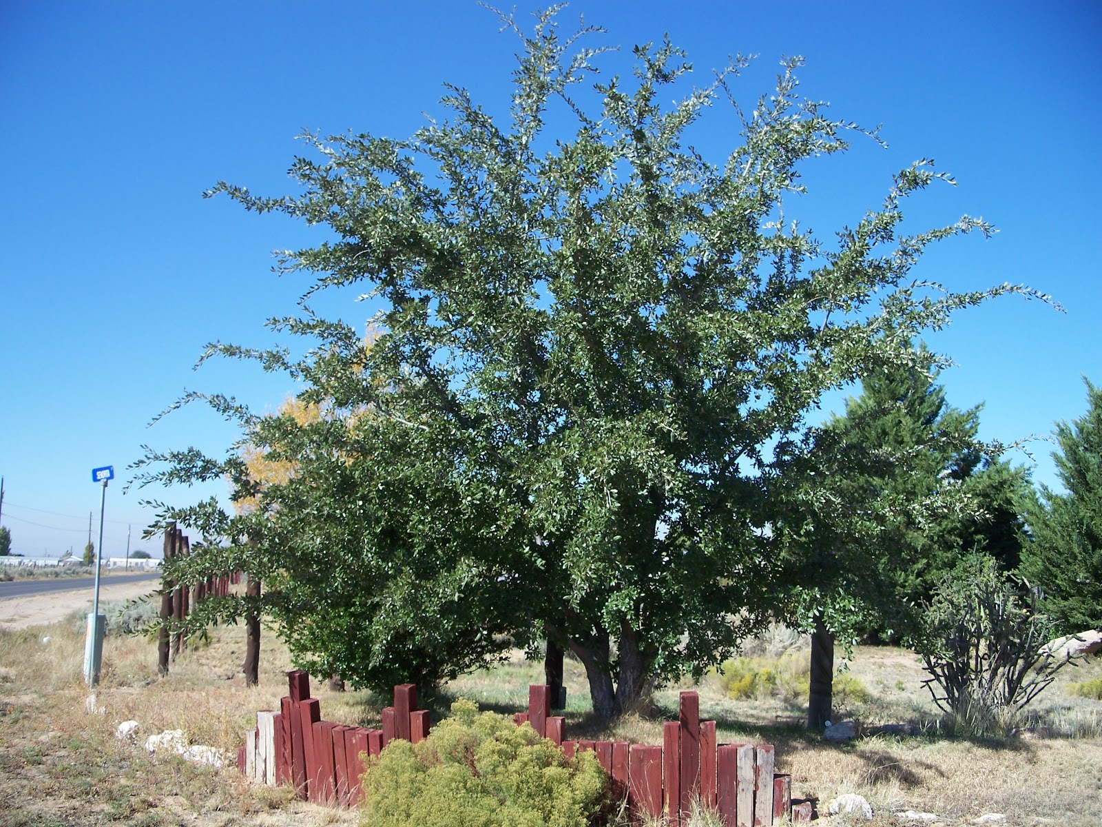 Shade Trees for Small Spaces