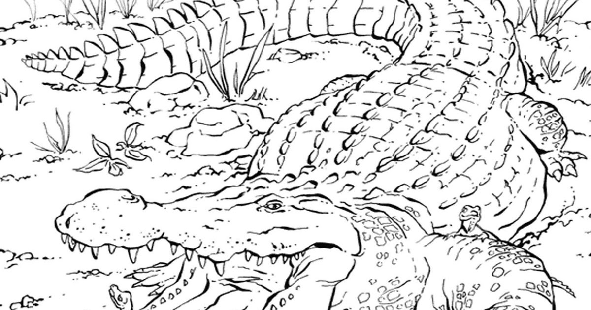 Coloring Books And Drawing Realistic Alligator Coloring Pages Realistic Coloring Pages Newborn alligator coloring pages realistic printables. coloring books and drawing blogger