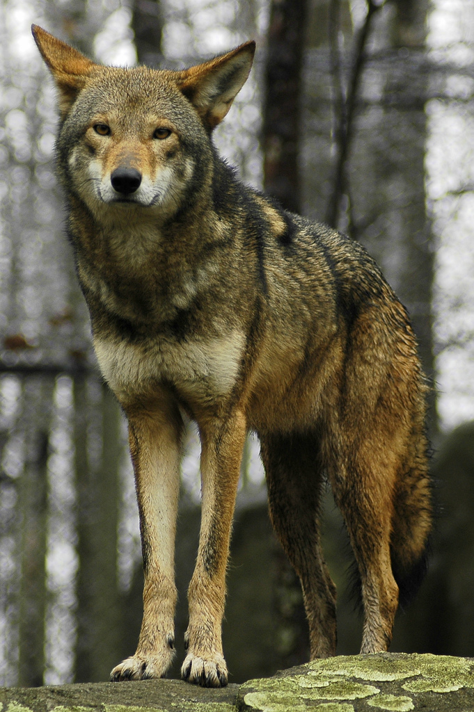north carolina red wolves Rare animals, Red wolf, Endangered animals