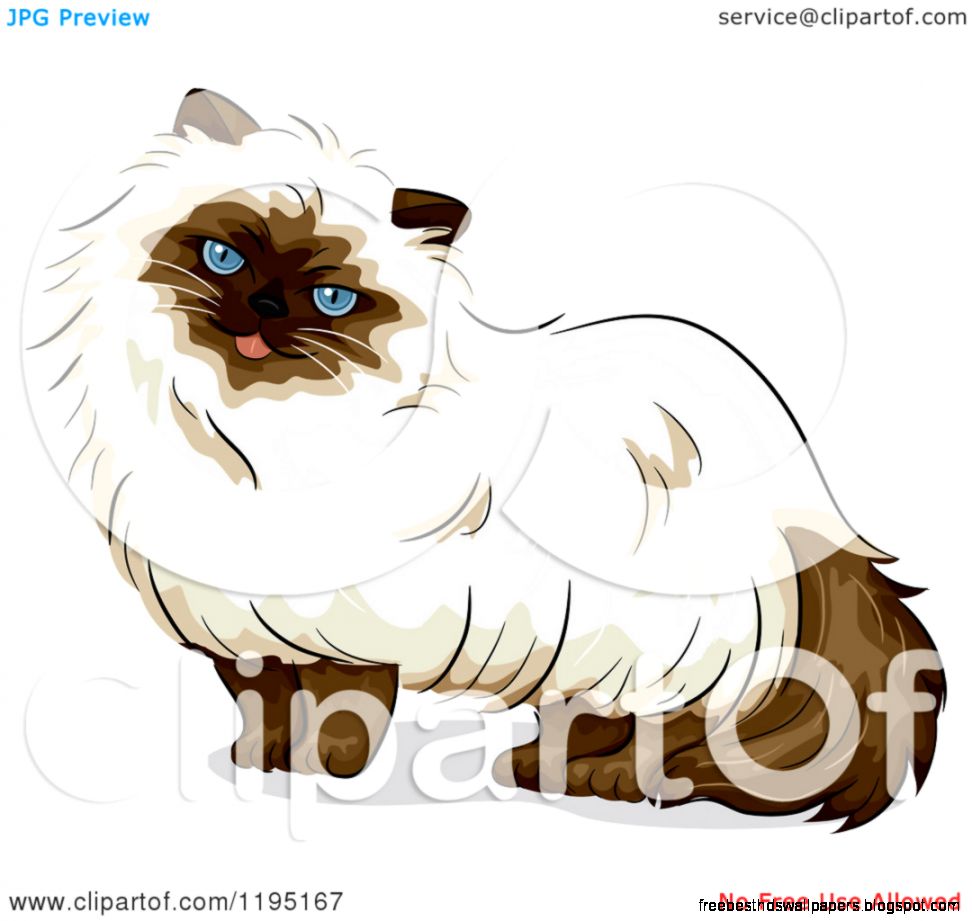 Himalayan Cat with Blue Eyes Himalayan Cat with Blue Eyes