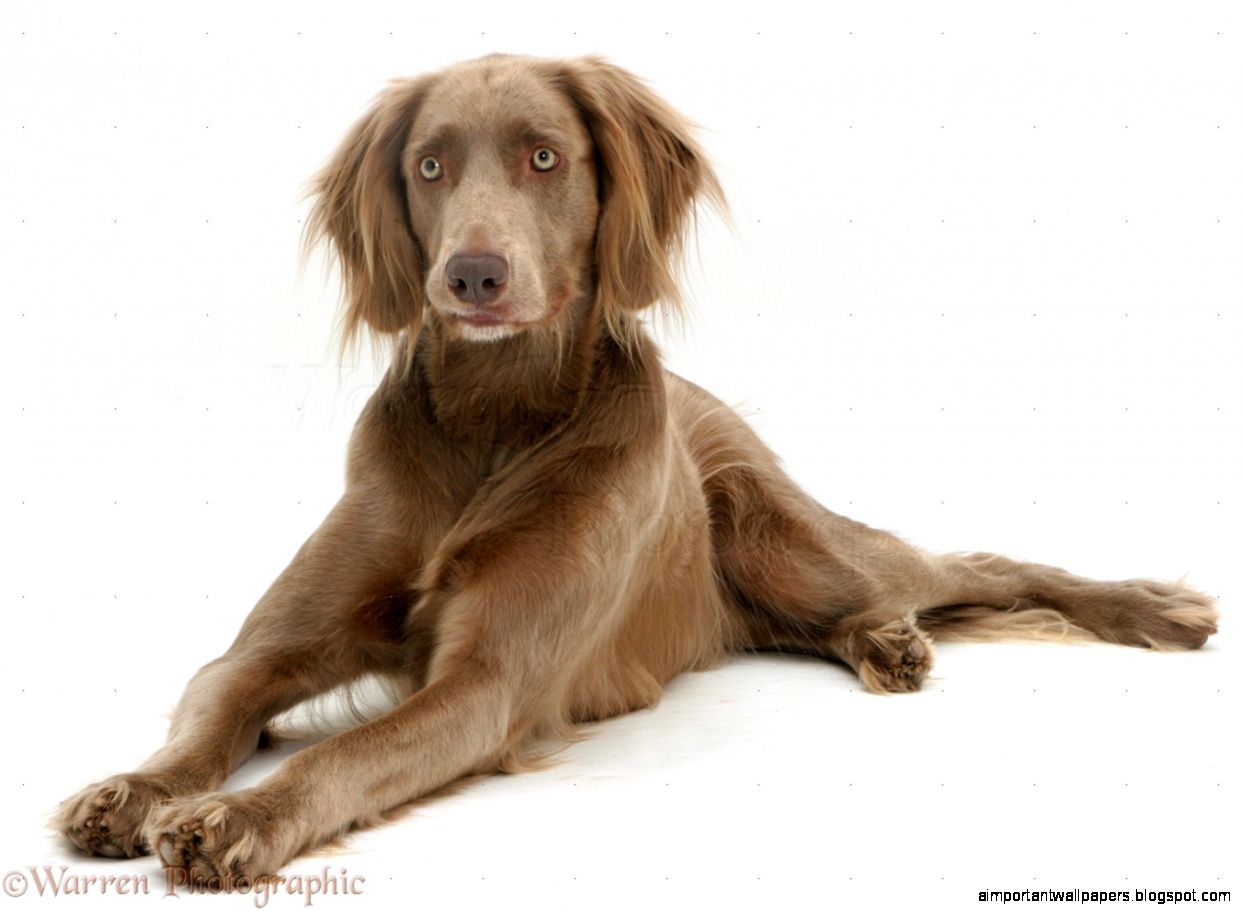 Weimaraner dog photo   WP09065 Weimaraner dog photo   WP09065