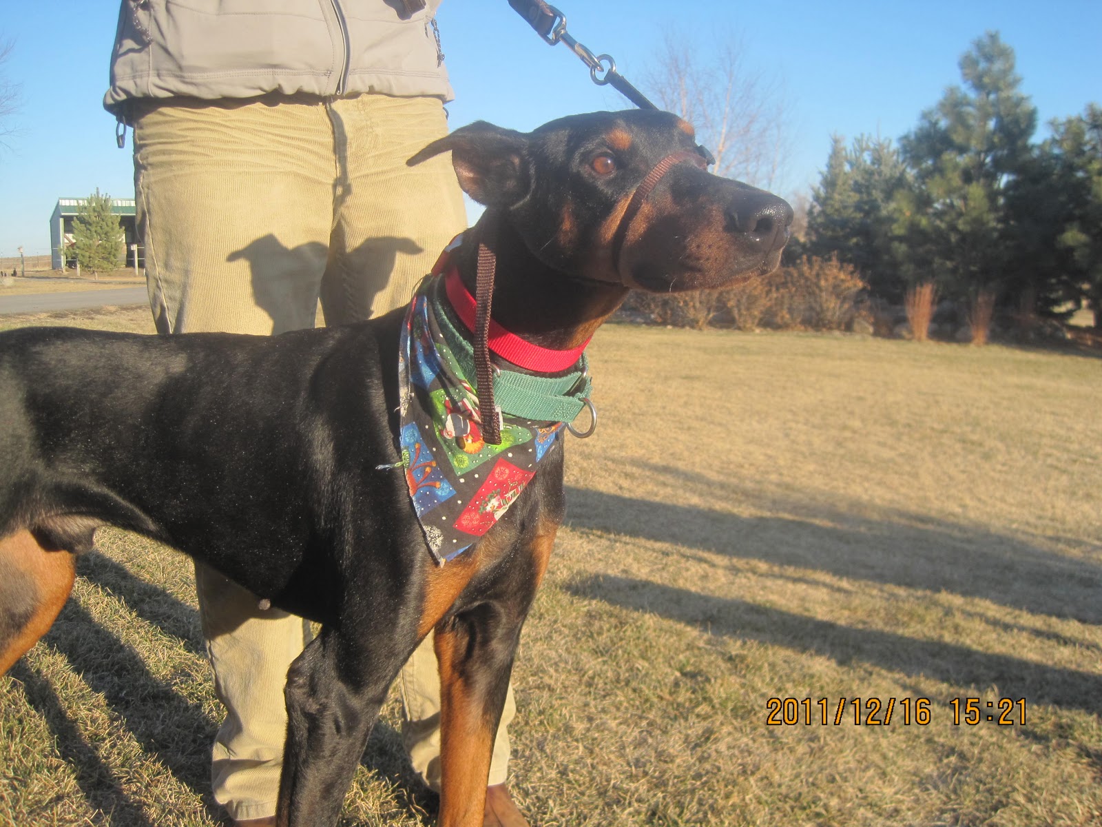Murphy looking for forever home Doberman Rescue Minnesota Dog Rescue