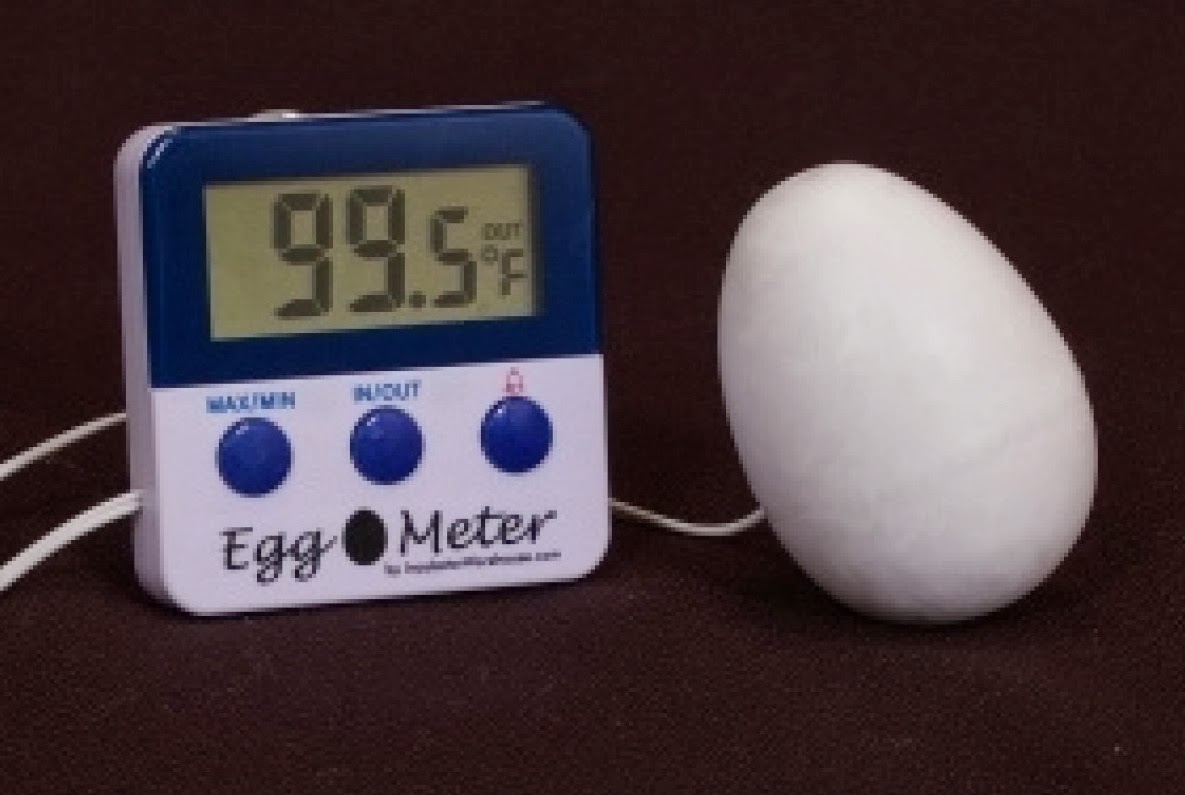 Accurate Temperature For Hatching Eggs Cemani Farms