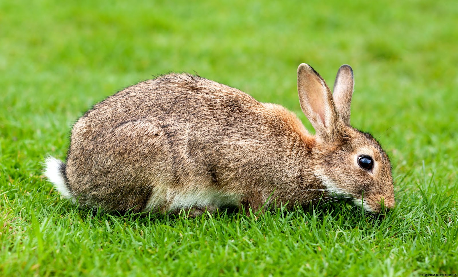 European Rabbit European Rabbit