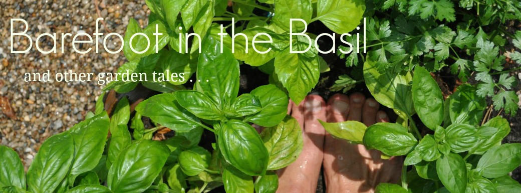 Barefoot in the Basil