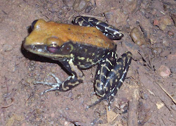 Rare "Fungoid Frog" inside "NATURAL CAVE".