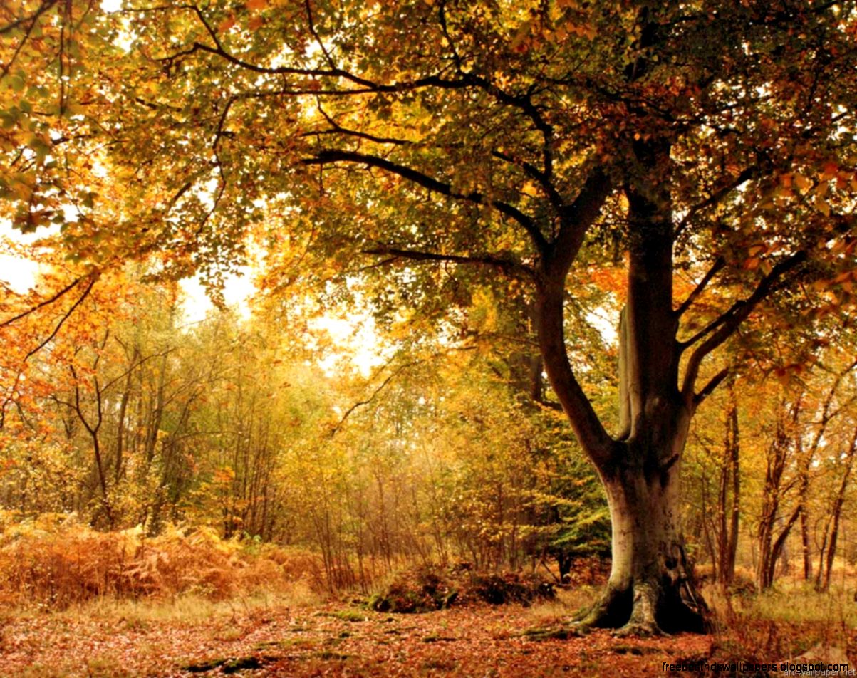 beautiful backgrounds picture hd High Resolution Wallpapers and beautiful backgrounds picture hd High Resolution Wallpapers and