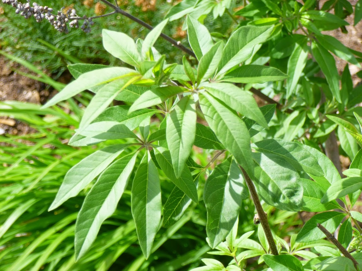 Vitex agnus-castus (Chaste Tree) leaves