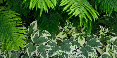 Flower Plant Photography by Dakota Visions Photography LLC www.dakotavisions.com ferns