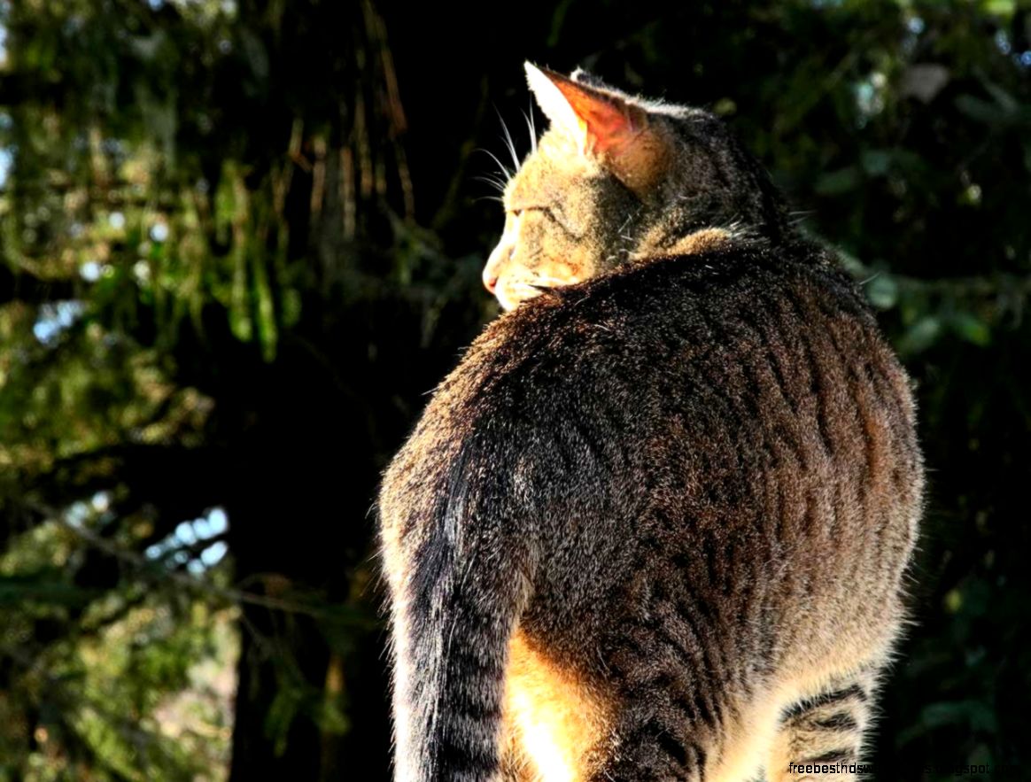 Good Morning TabbyCat Good Morning TabbyCat