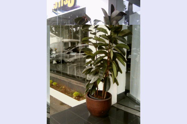 ficus/ karet kebo ficus/ karet kebo