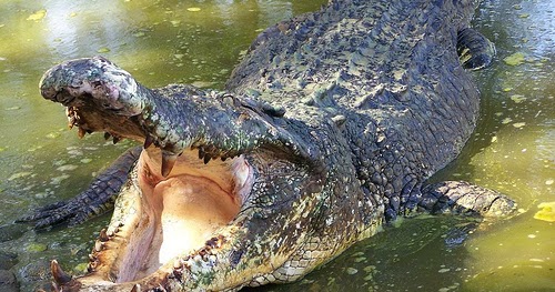 28 Mimpi buaya dan singa